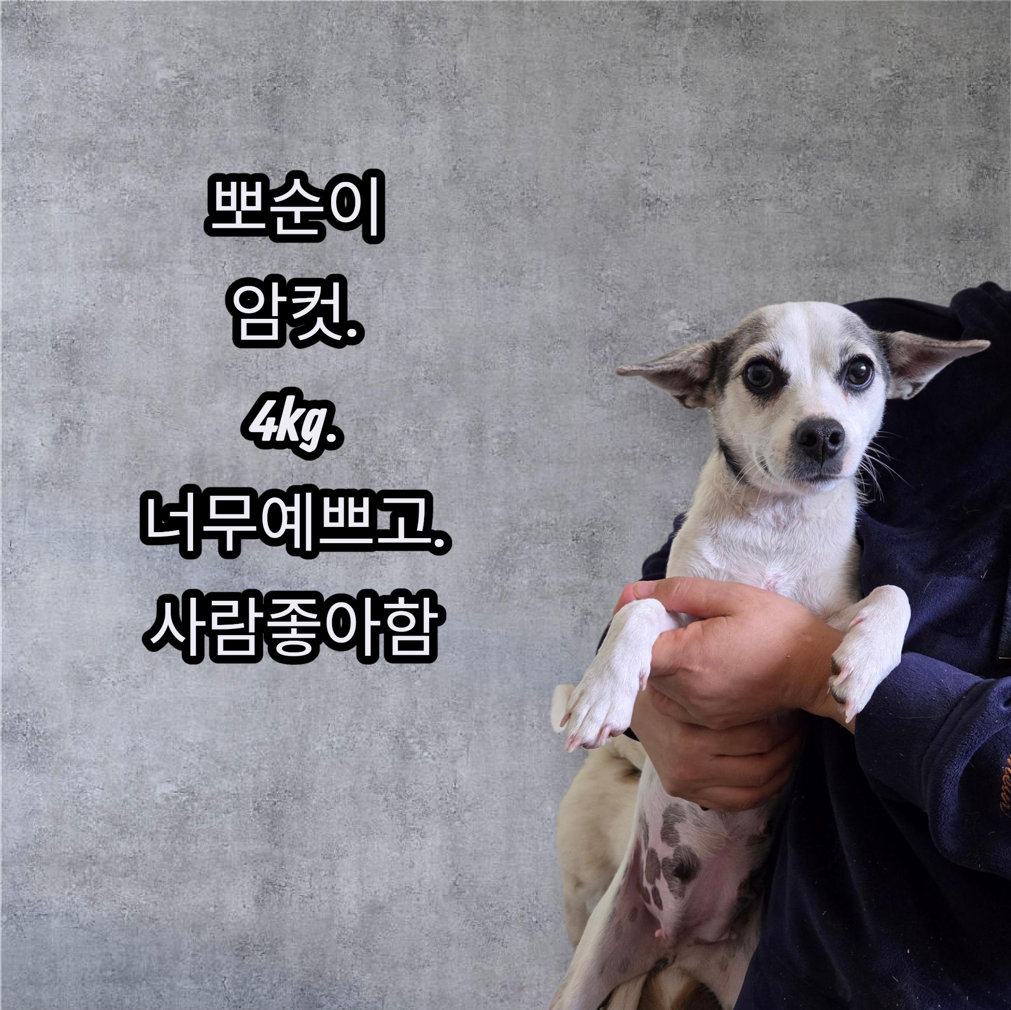 보호중 믹스견의 가…