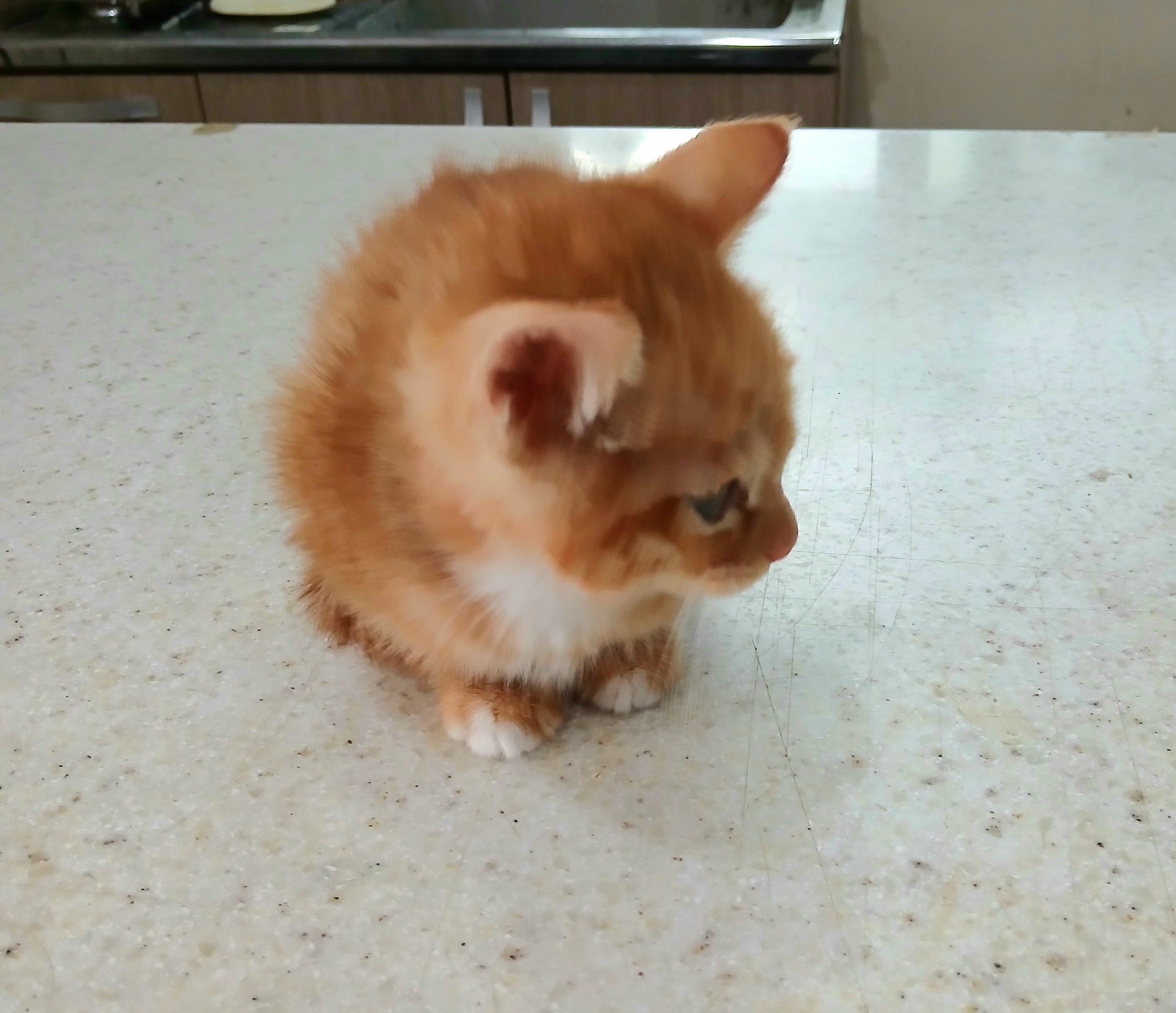 금왕동물병원_443447202501145