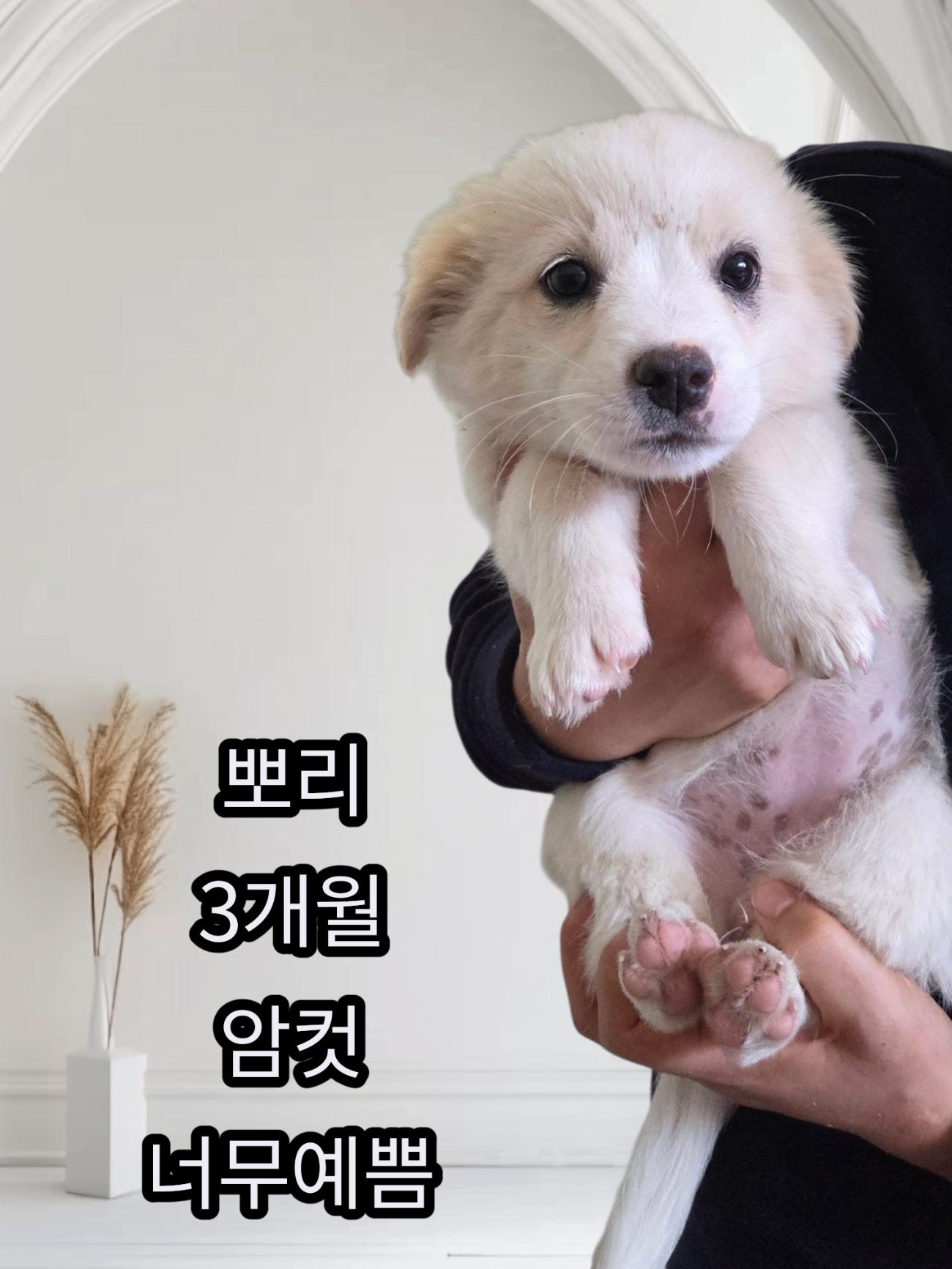 보호중 믹스견의 가…