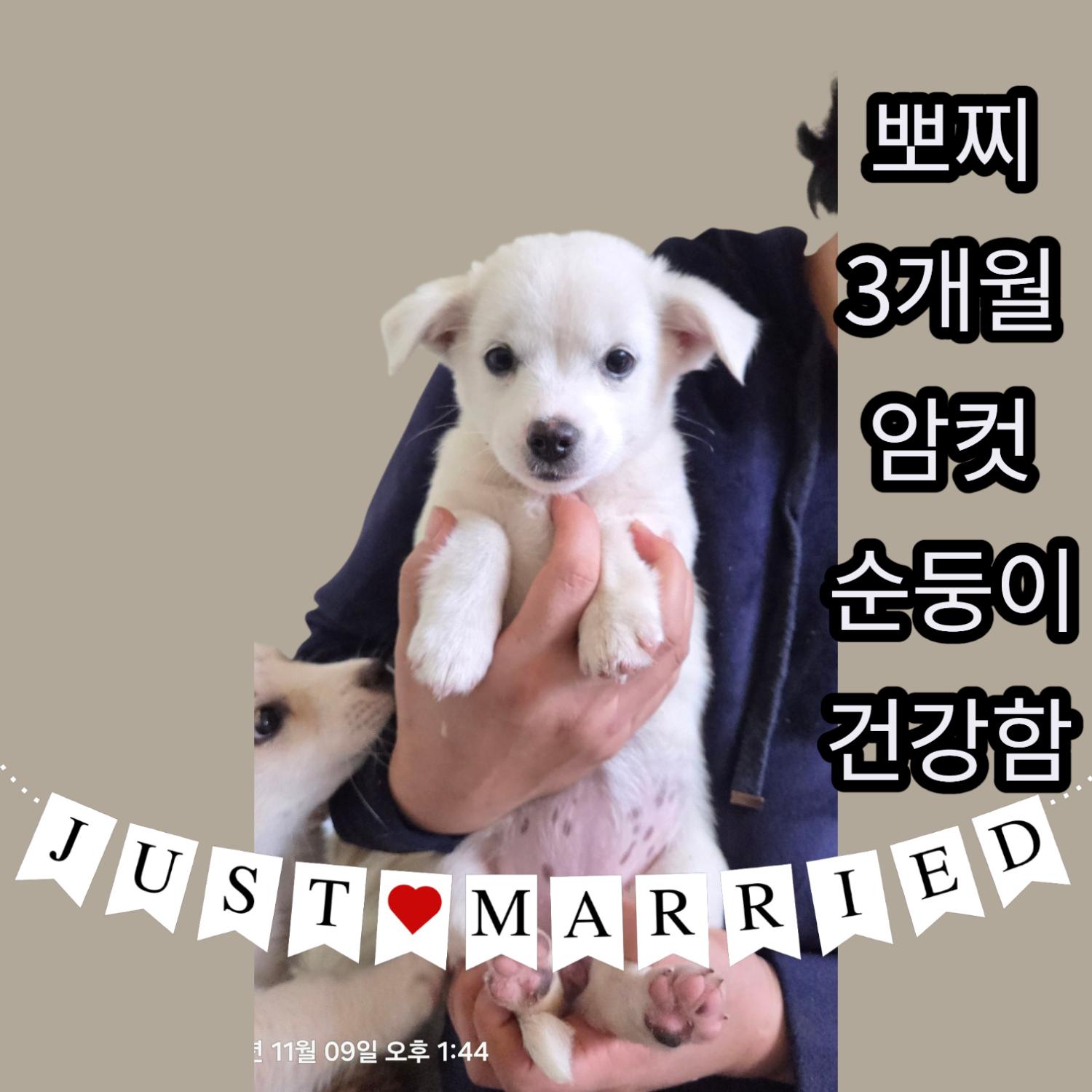 보호중 믹스견의 가…