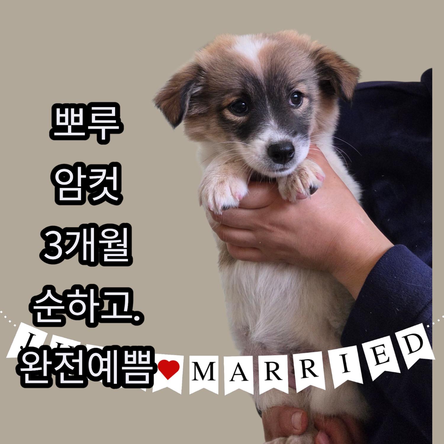 보호중 믹스견의 가…