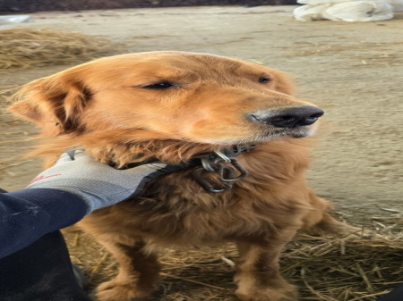 원주시동물보호센터_442419202500835