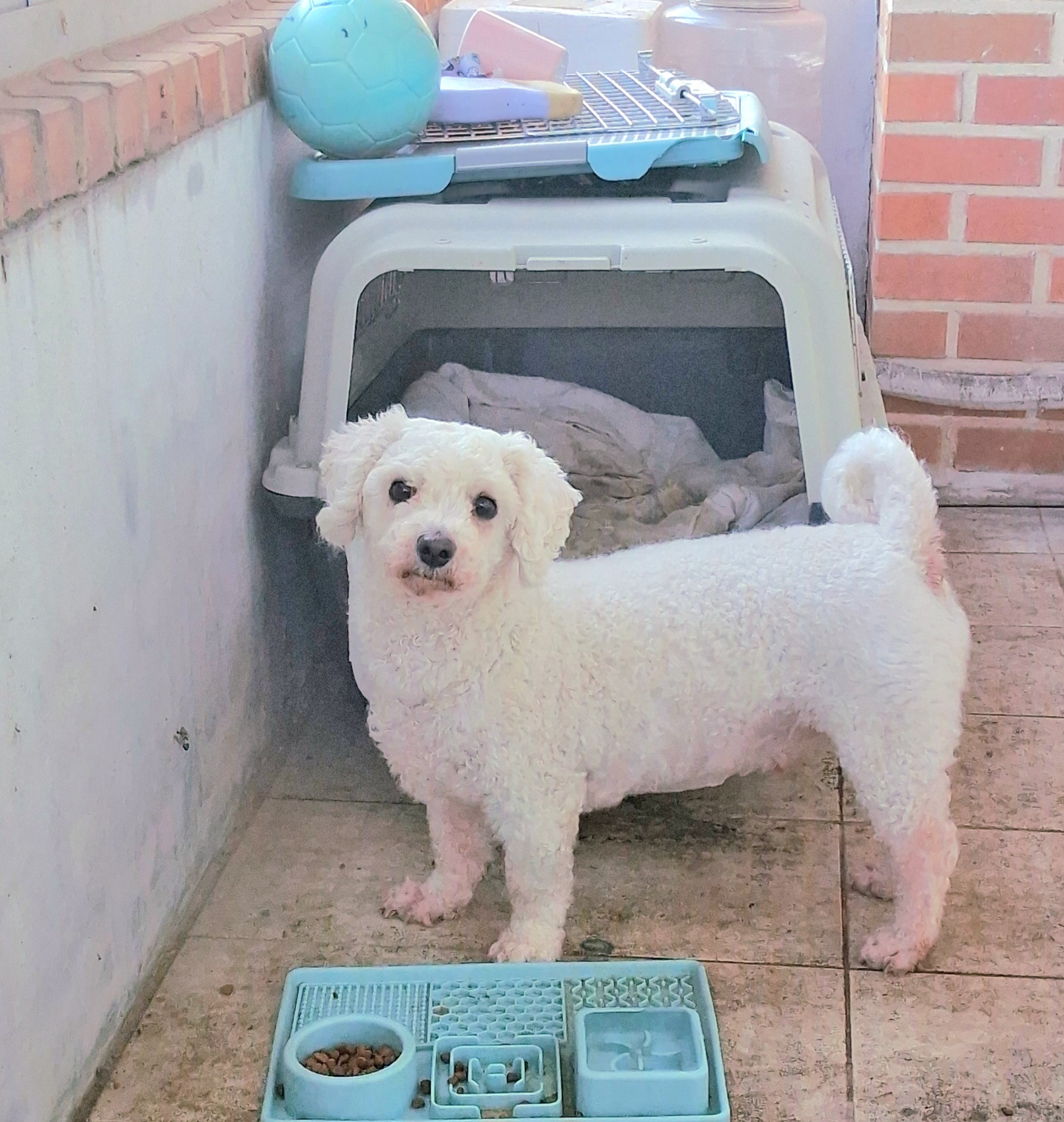 금왕동물병원_443447202501148