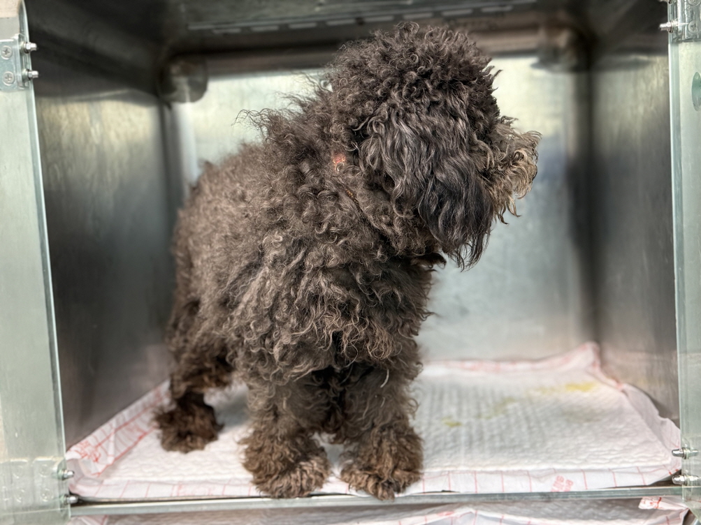 보호중 푸들의 가족…