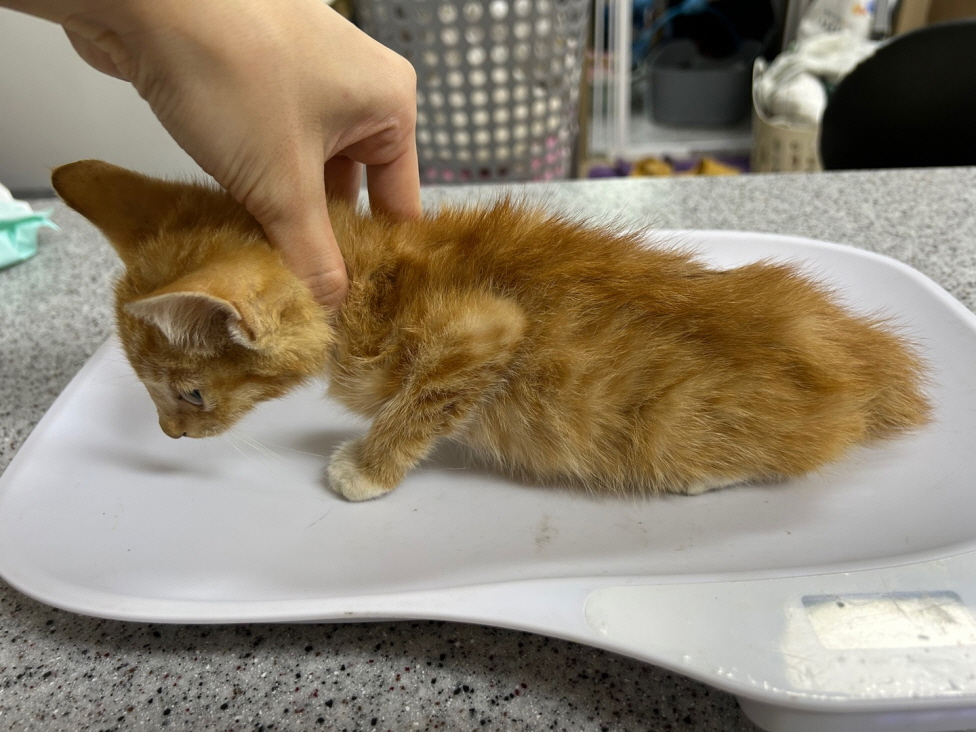 보호중 한국 고양이…