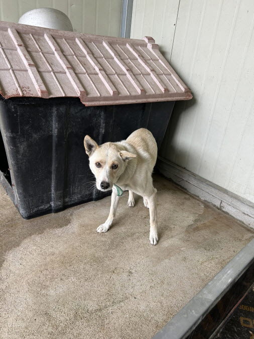 익산유기동물보호소_445468202503026