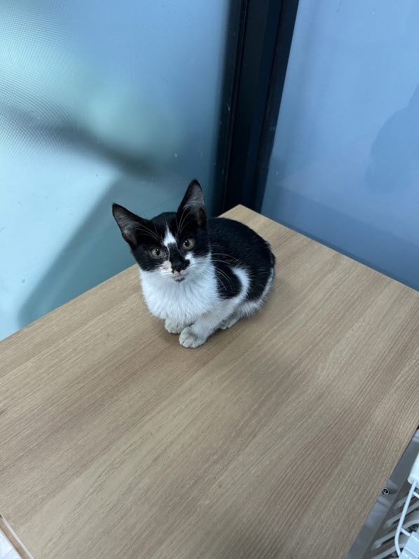 보호중 한국 고양이…