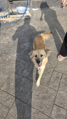 보호중 믹스견의 가…