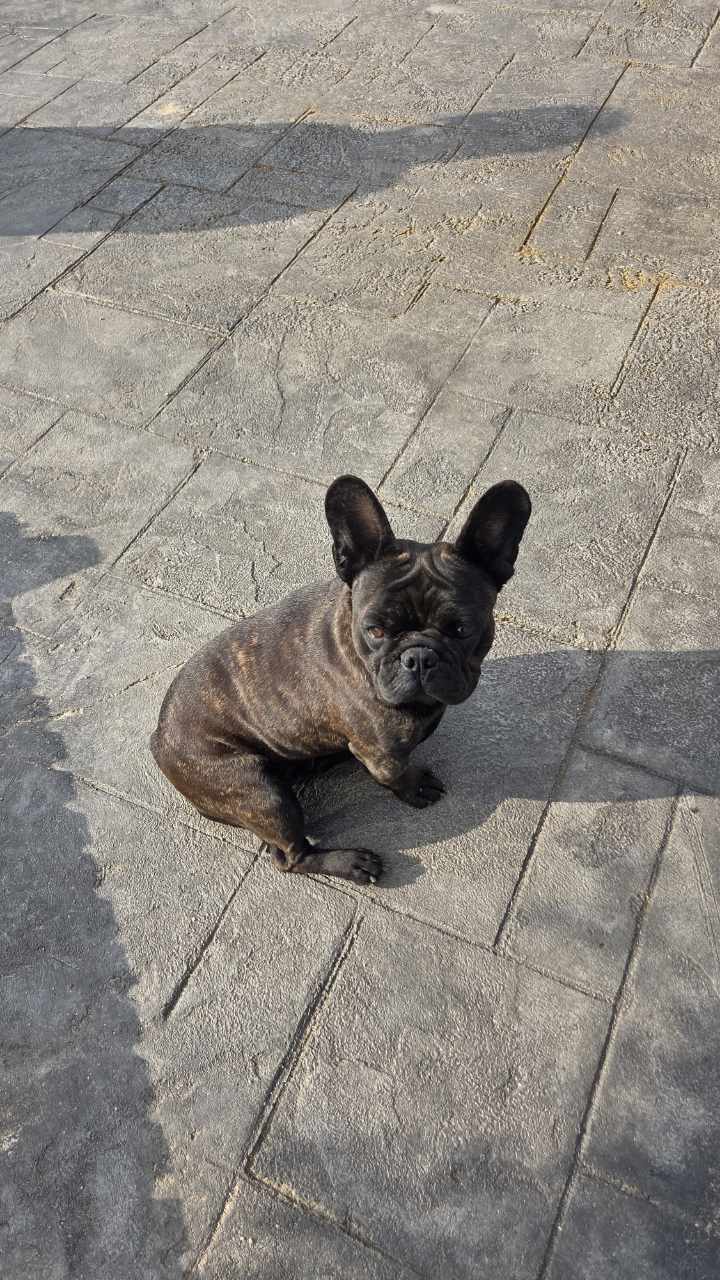 익산유기동물보호소_445468202503030