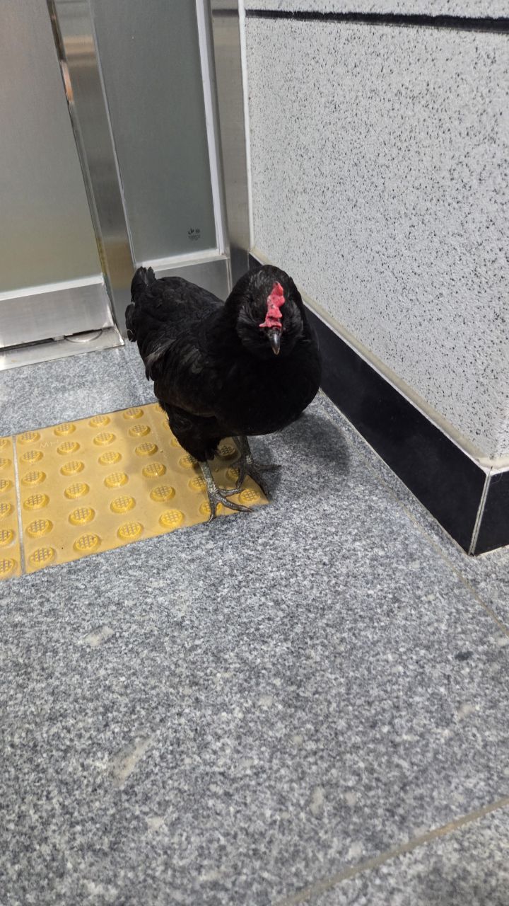 익산유기동물보호소_445468202503028