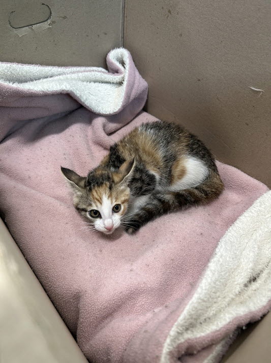 보호중 한국 고양이…