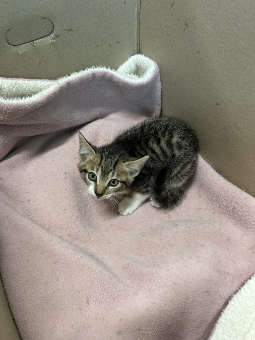 익산유기동물보호소_445468202503033