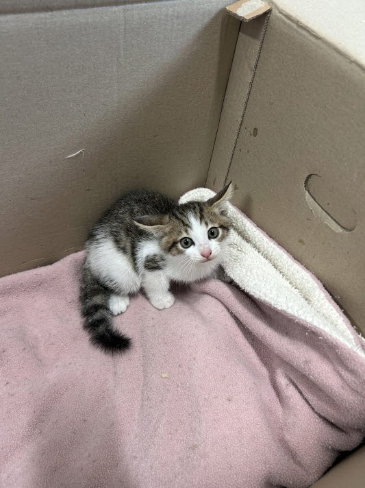 보호중 한국 고양이…