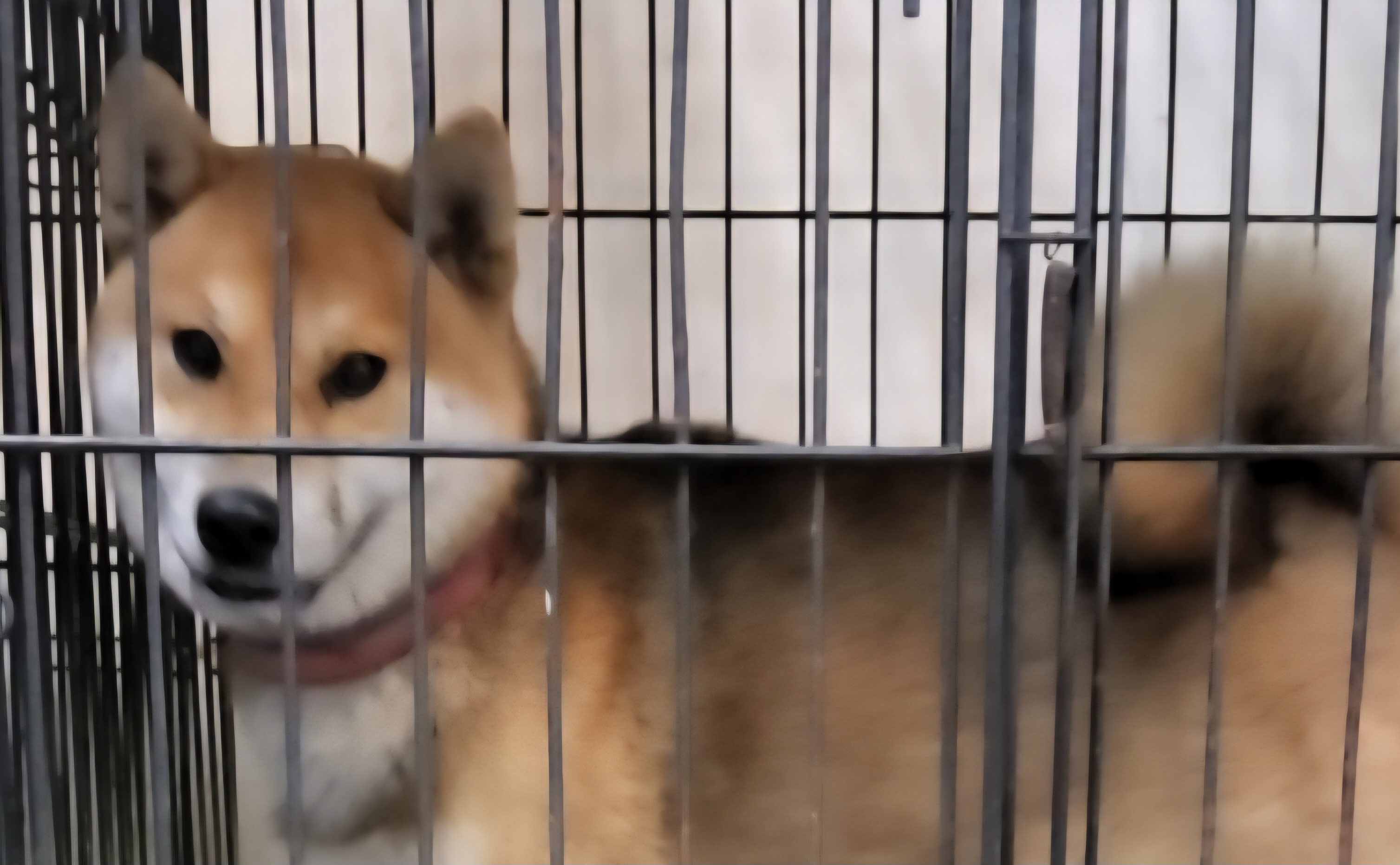 전남 목포 압해대교입구에서 시바 발견 보호