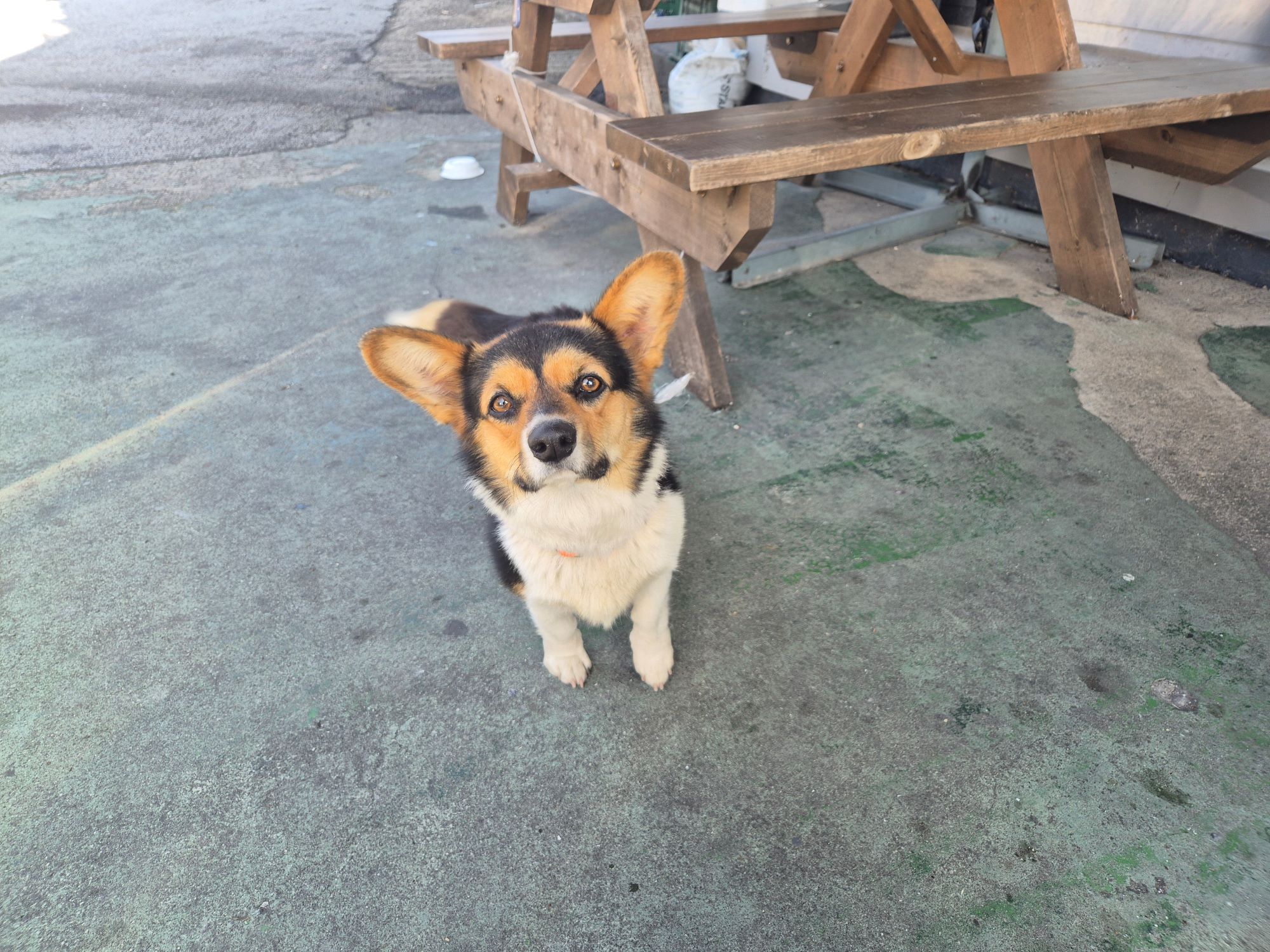 하나동물병원_445470202500994