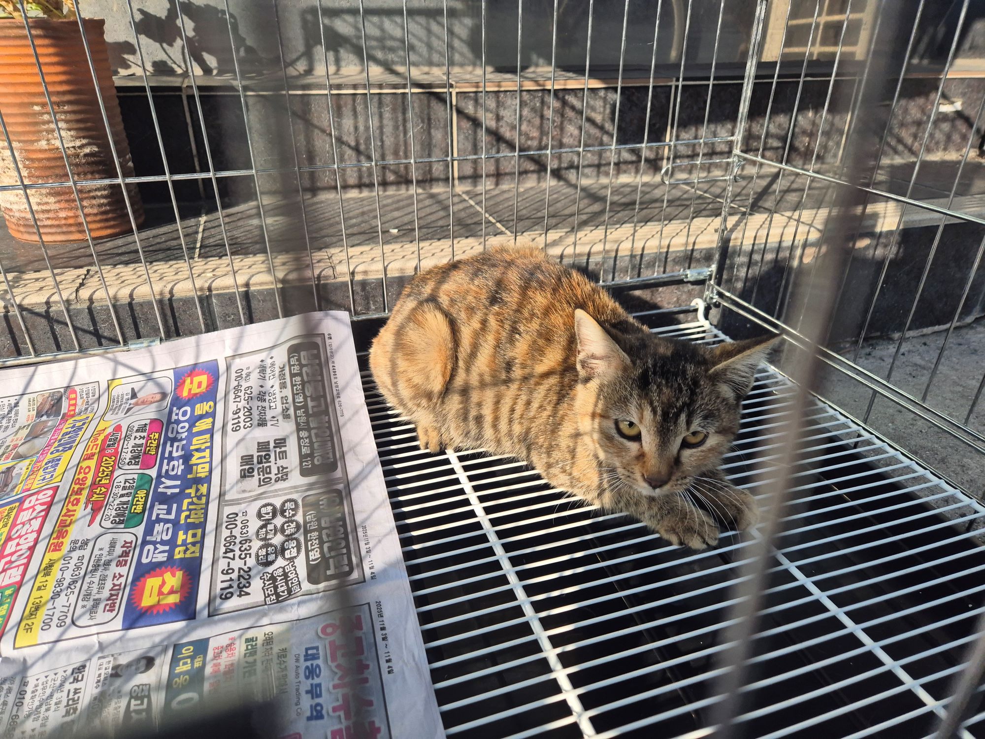 보호중 믹스묘의 가…