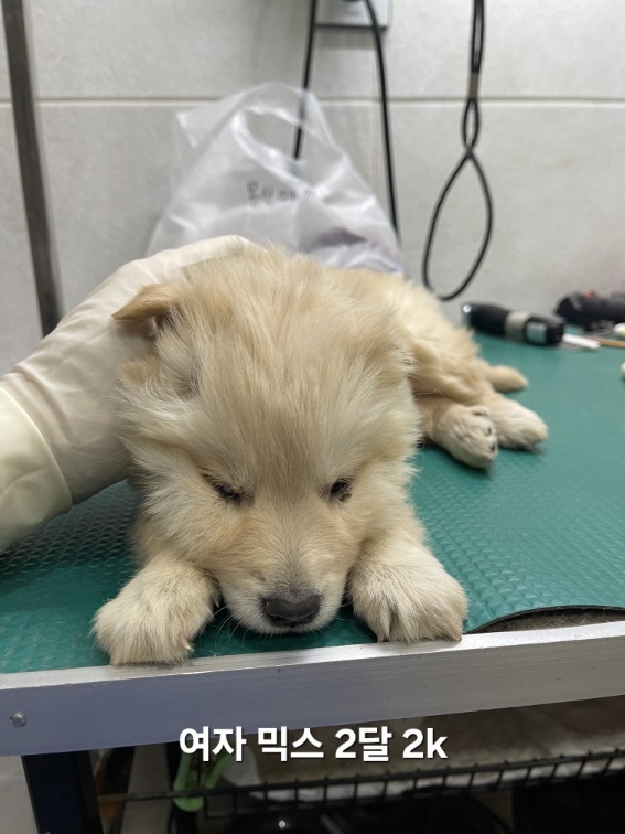 옥천동물병원_443443202500746