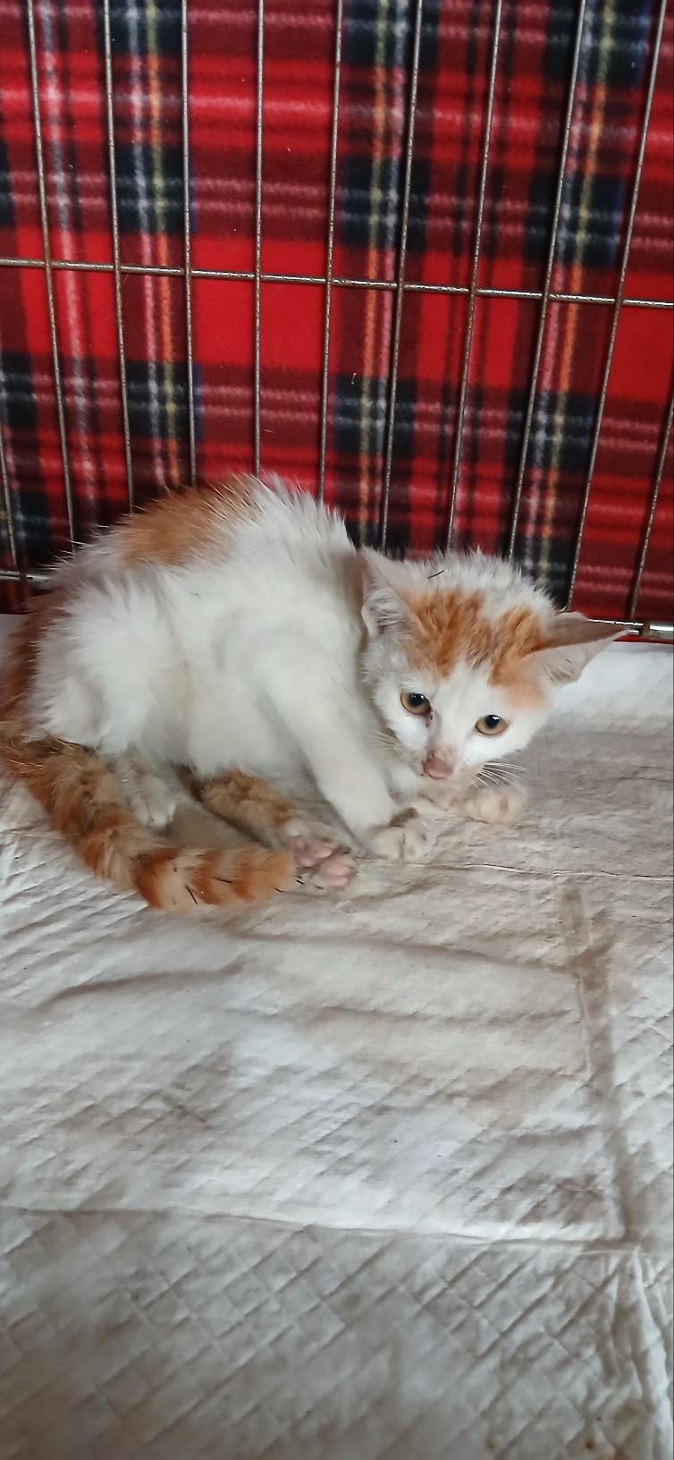 (사)동물보호관리협회_448535202501640