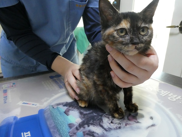 종료(자연사) 한국…