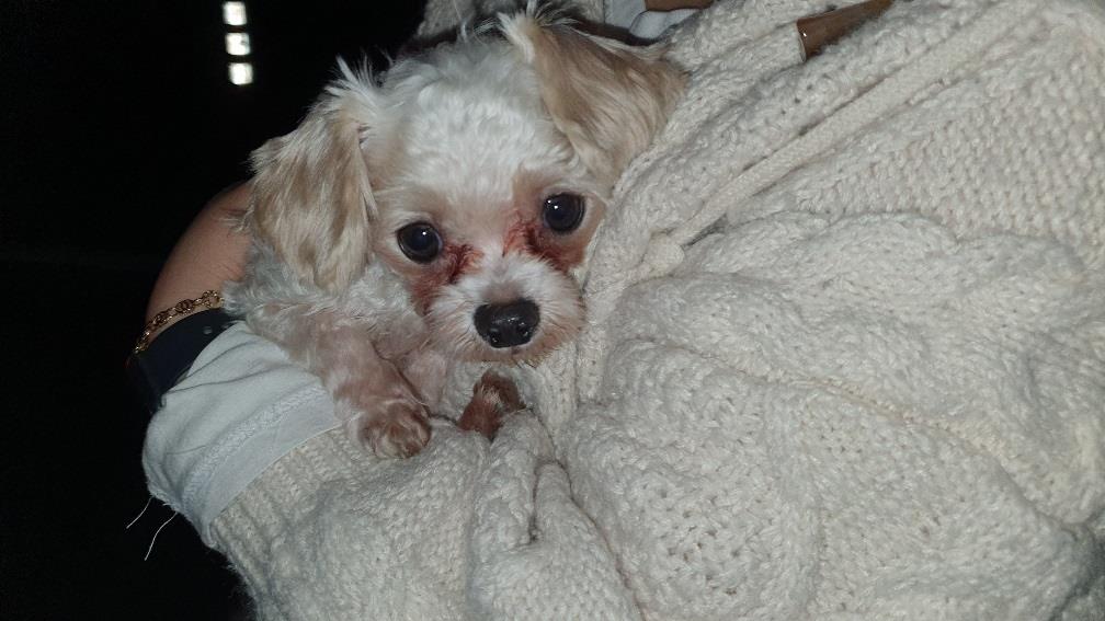 종료(입양) 말티즈…