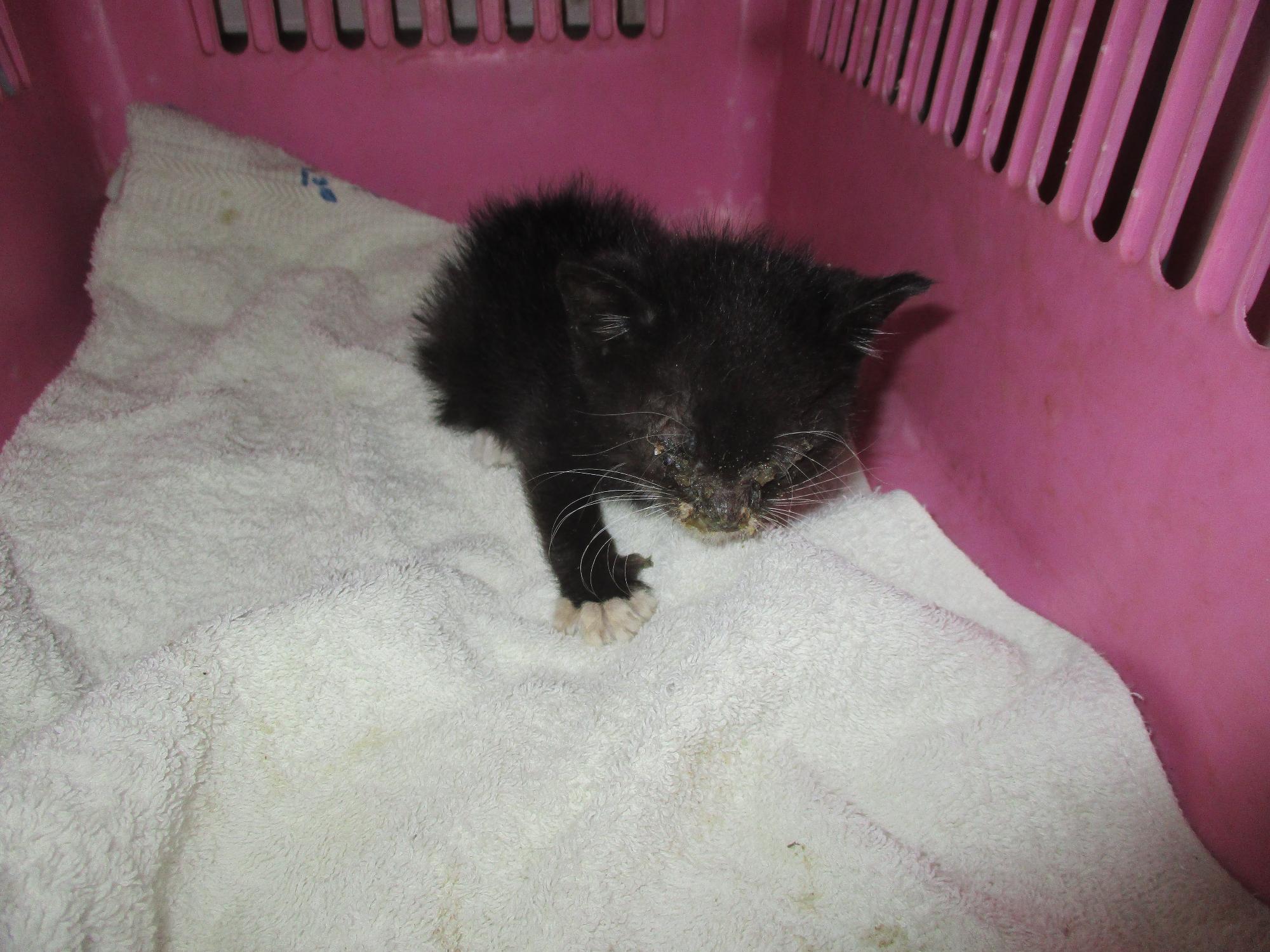 종료(자연사) 한국…