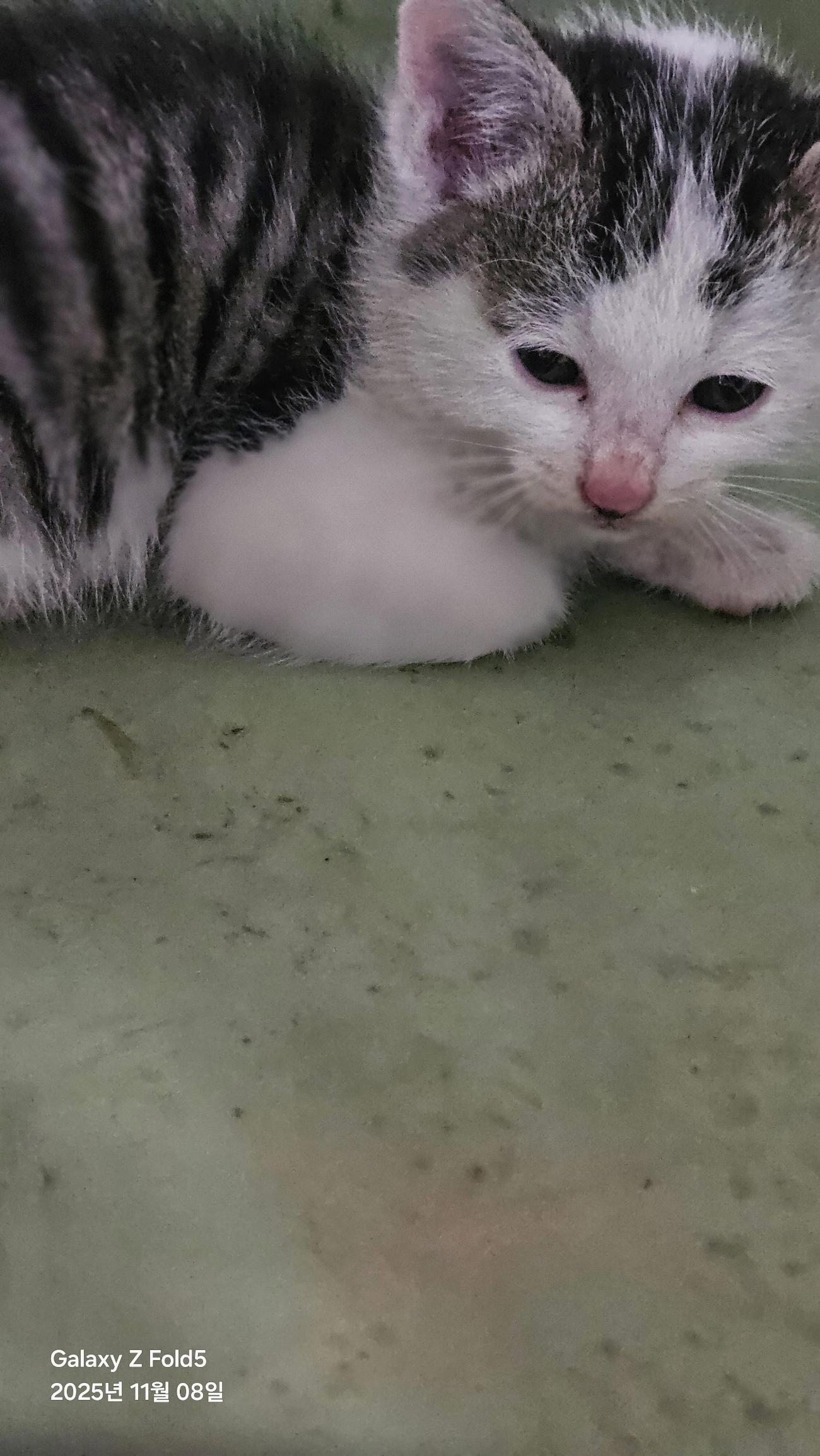 (사)동물보호관리협회_448535202501642