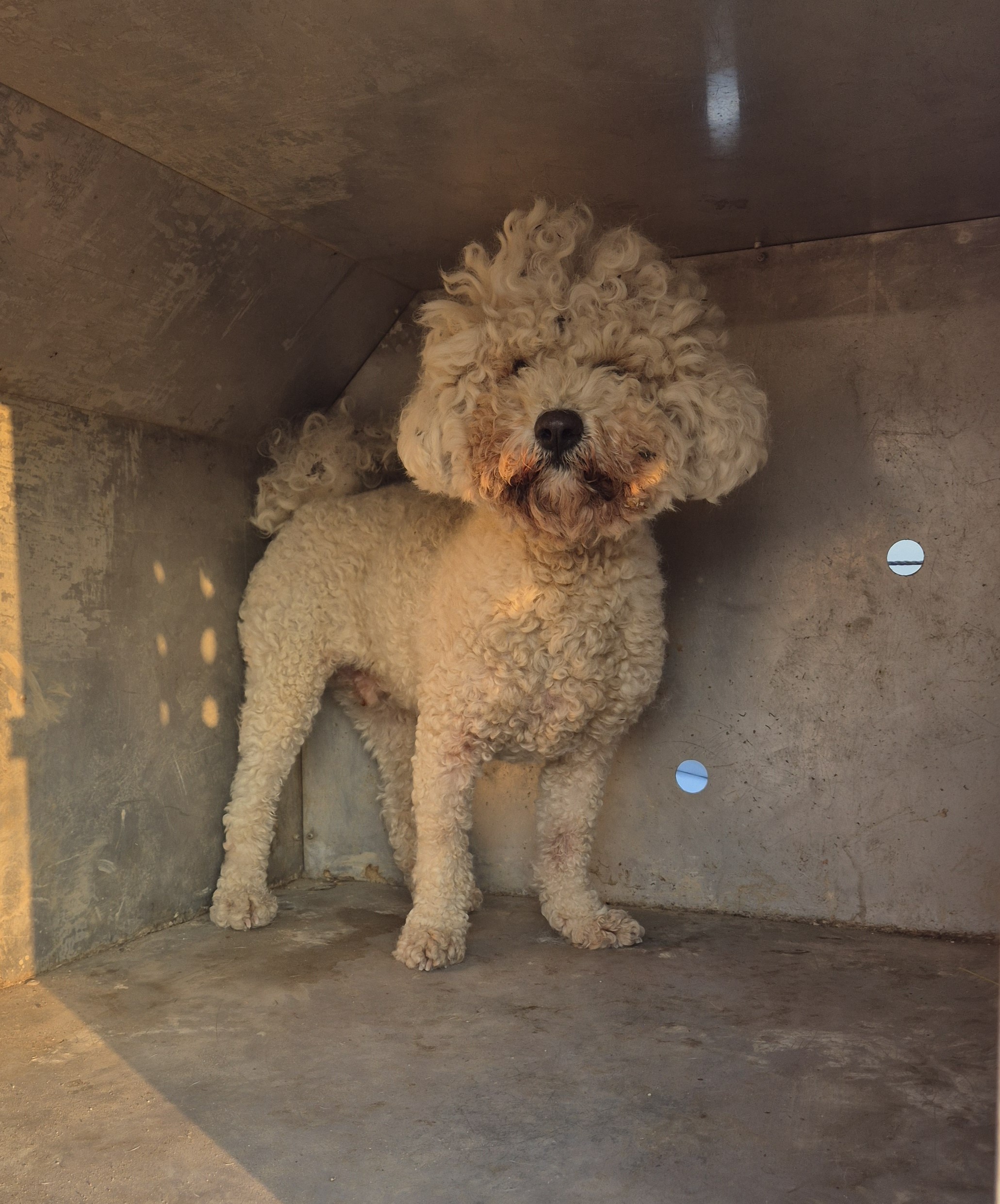 강진군 유기견 보호소_446492202500179