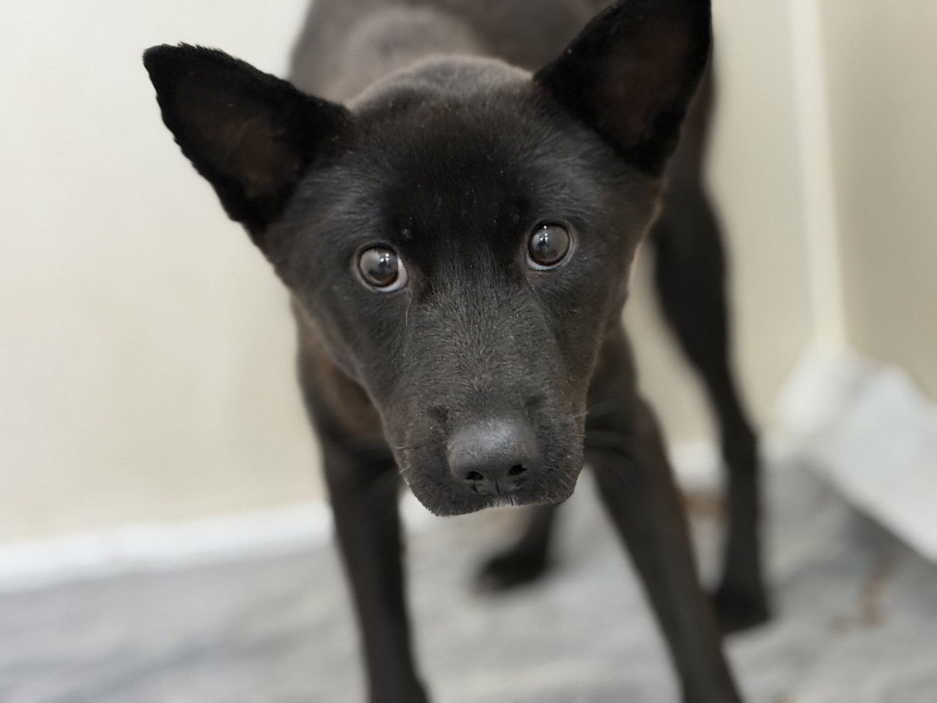 광주동물보호센터_429363202500930