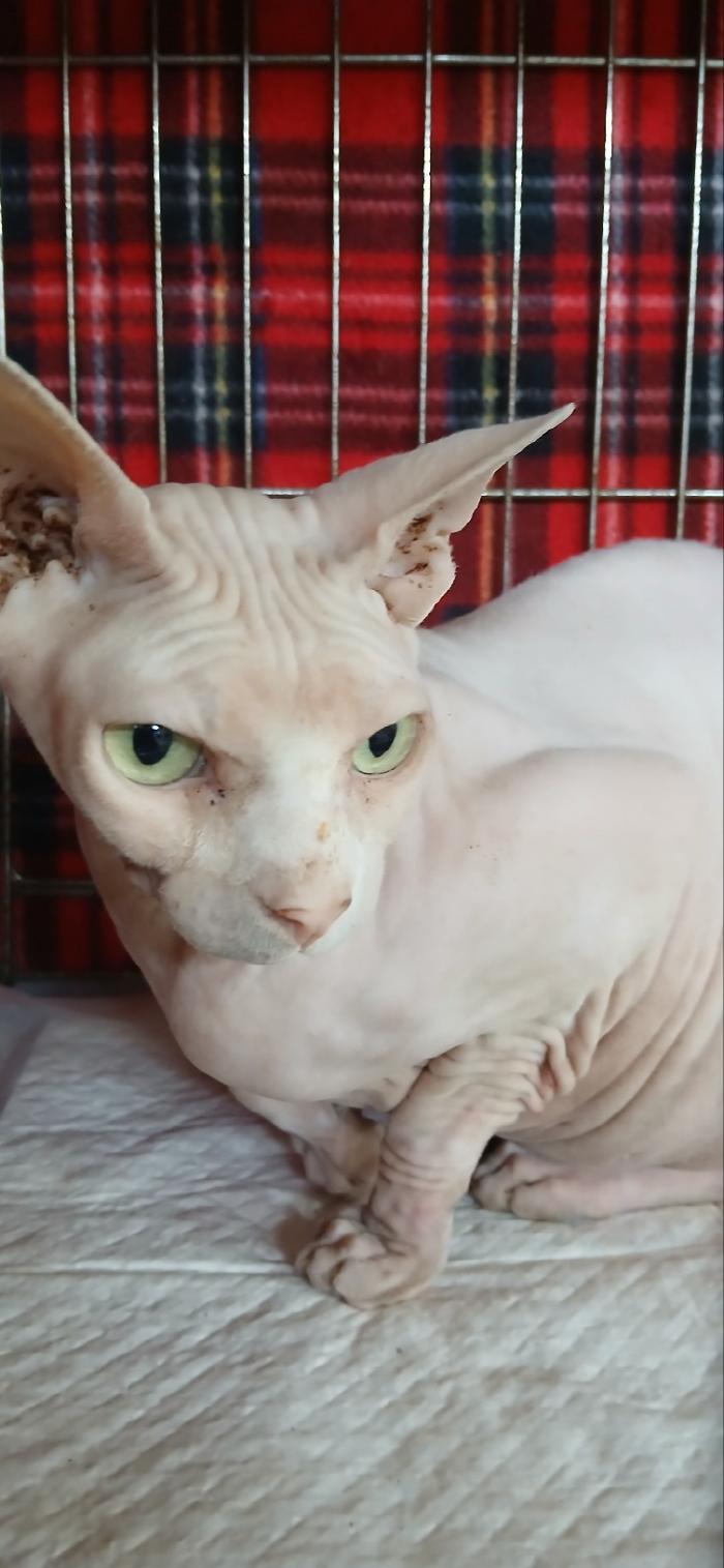 종료(자연사) 스핑…