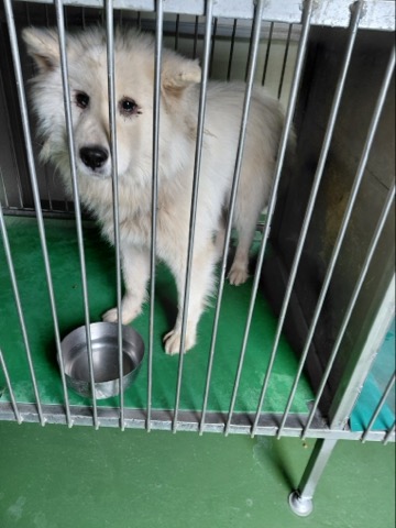 보호중 믹스견의 가…