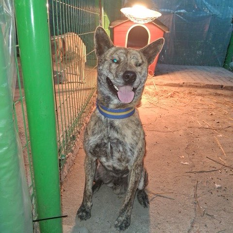 보호중 믹스견의 가…