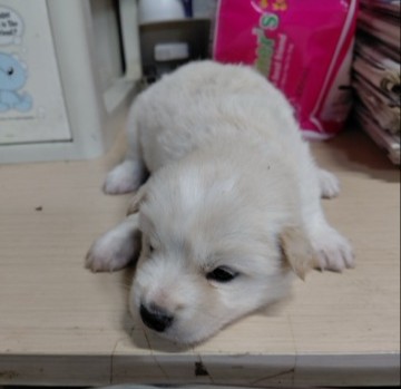 종료(입양) 믹스견…