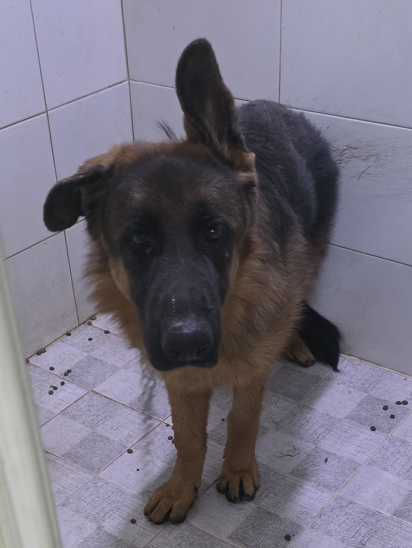 종료(반환) 셰퍼드…