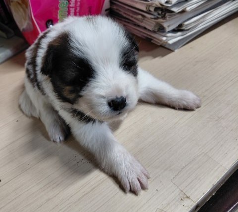 종료(입양) 믹스견…