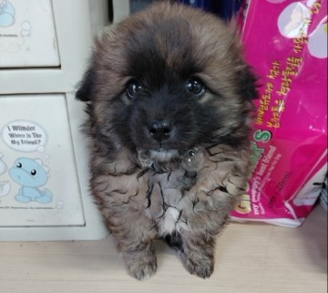 종료(입양) 믹스견…