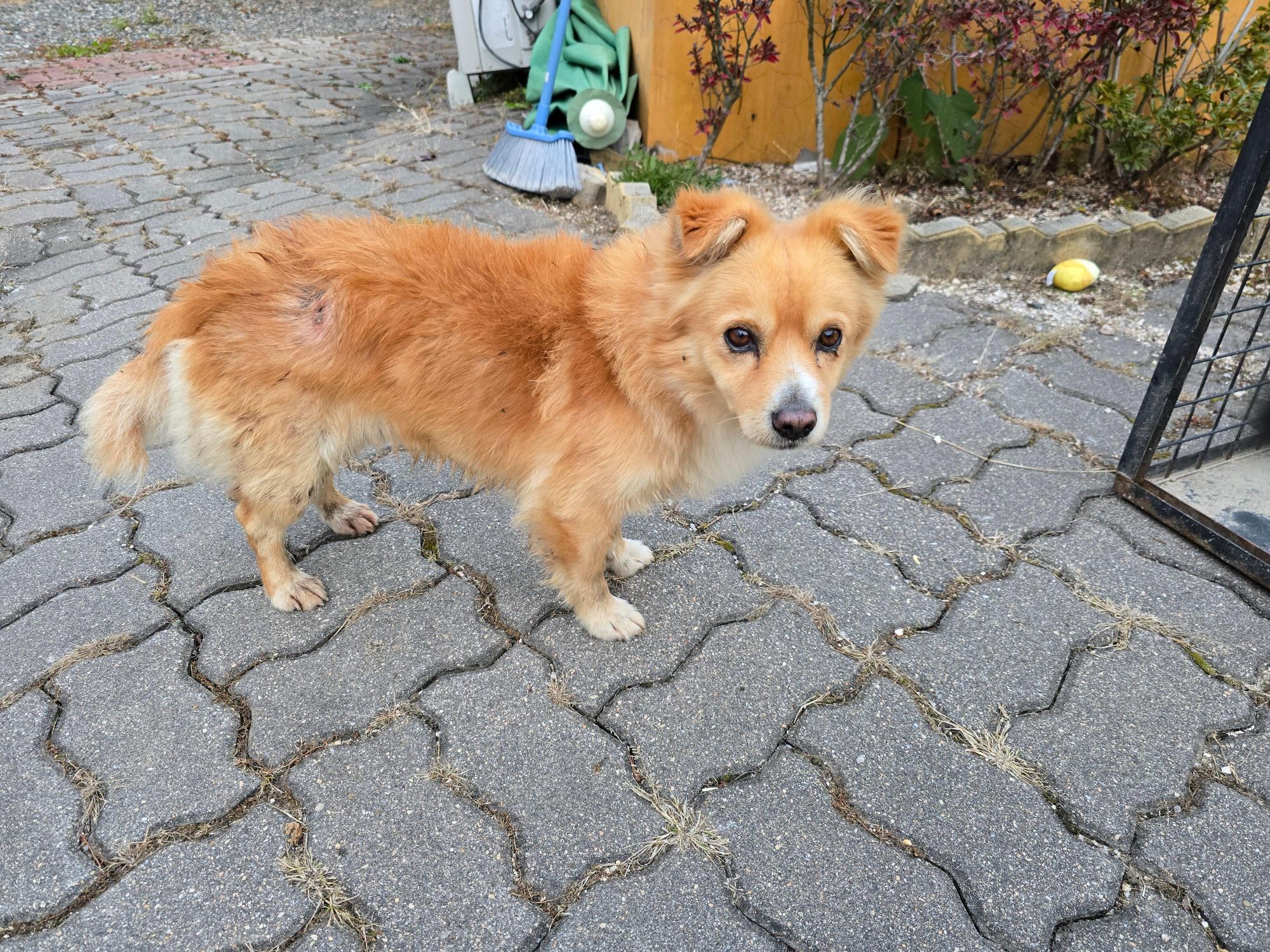 종료(반환) 믹스견…