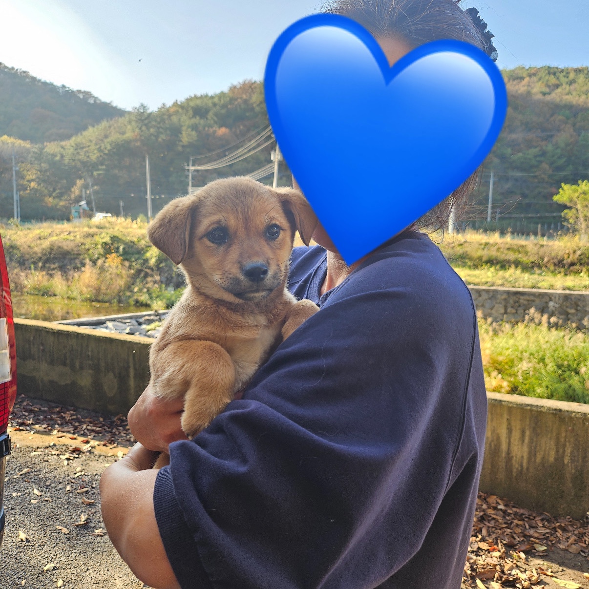 보호중 믹스견의 가…