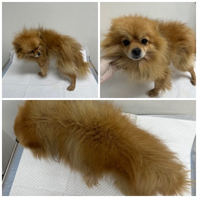 보호중 포메라니안의…