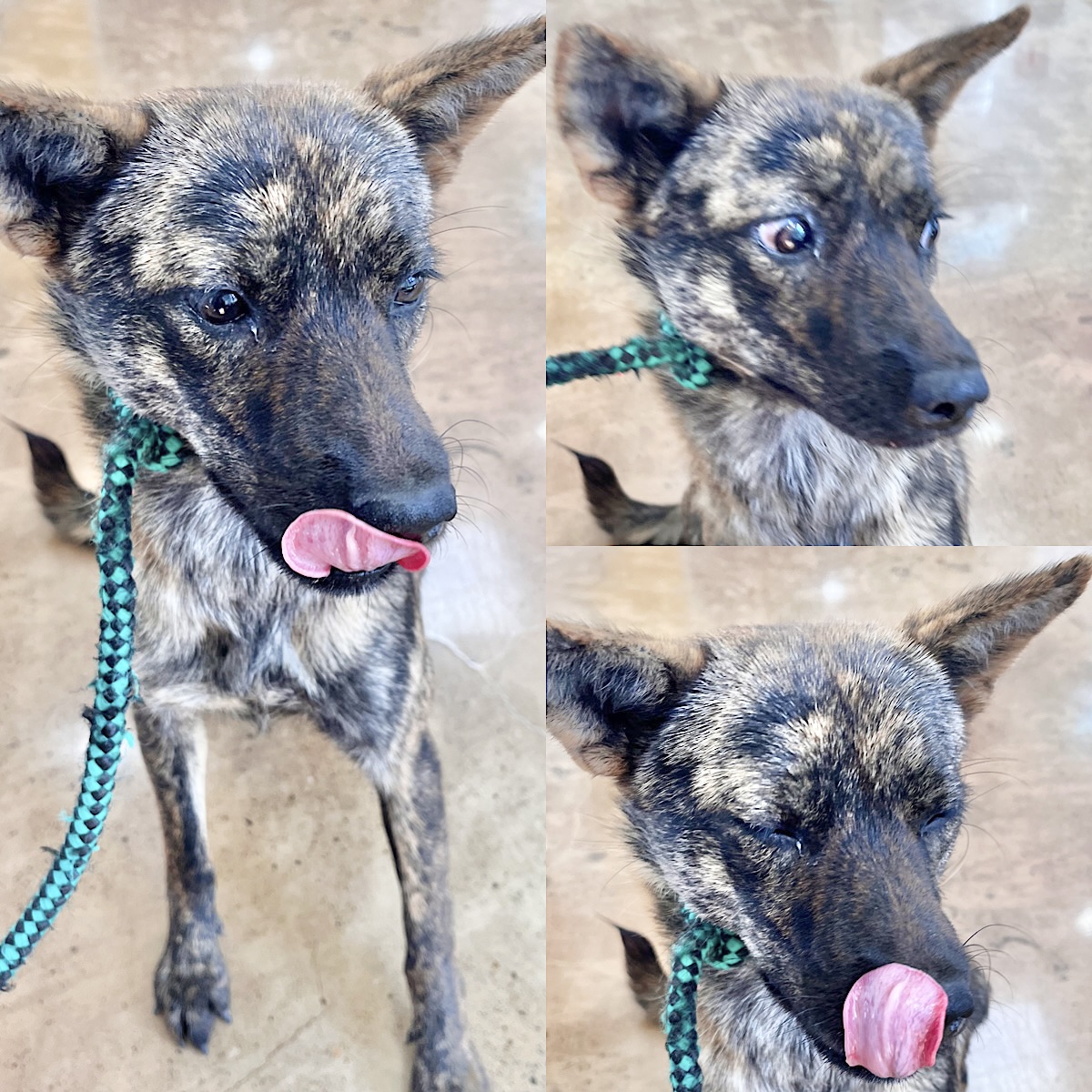 보호중 믹스견의 가…