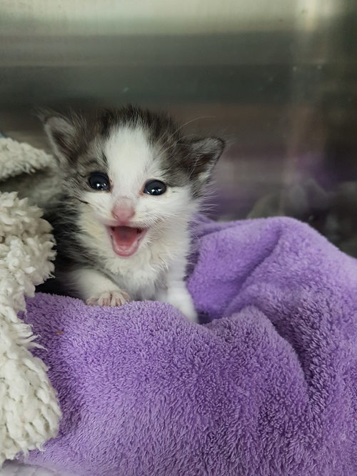 조재진동물병원_428354202501169