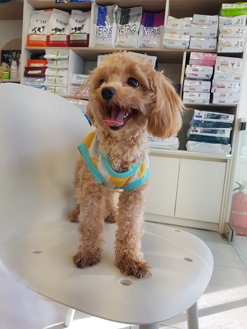 종료(입양) 믹스견…