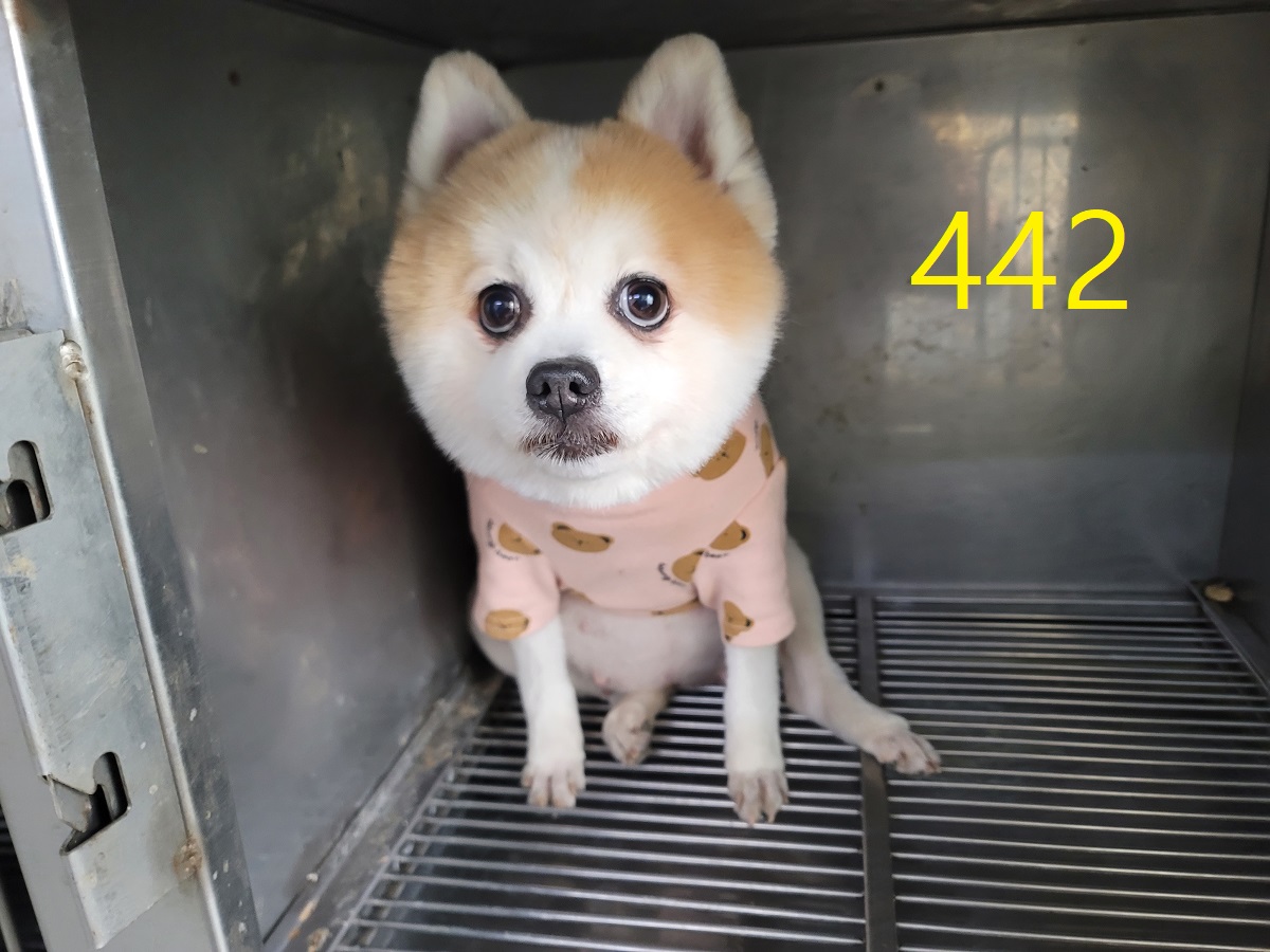 종료(반환) 포메라…