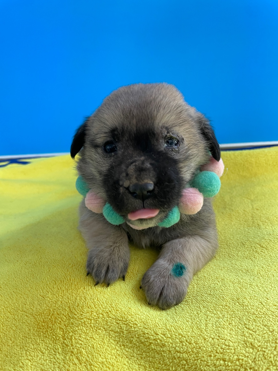 보호중 믹스견의 가…