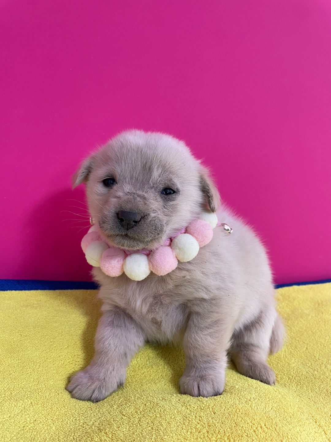 밀양시 동물보호센터_448536202500945