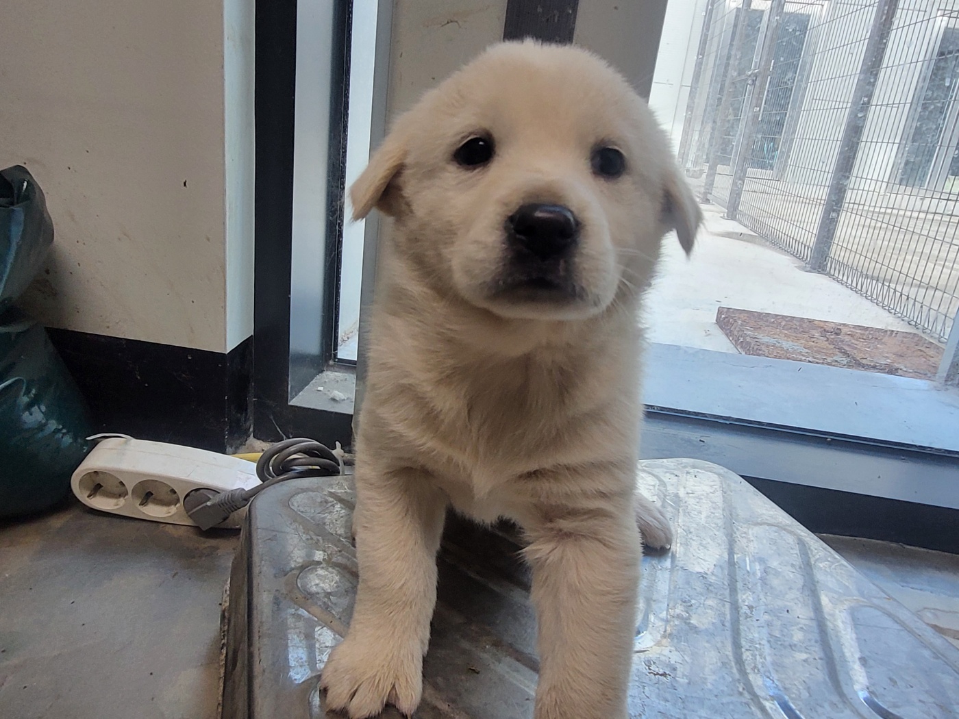 보호중 믹스견의 가…