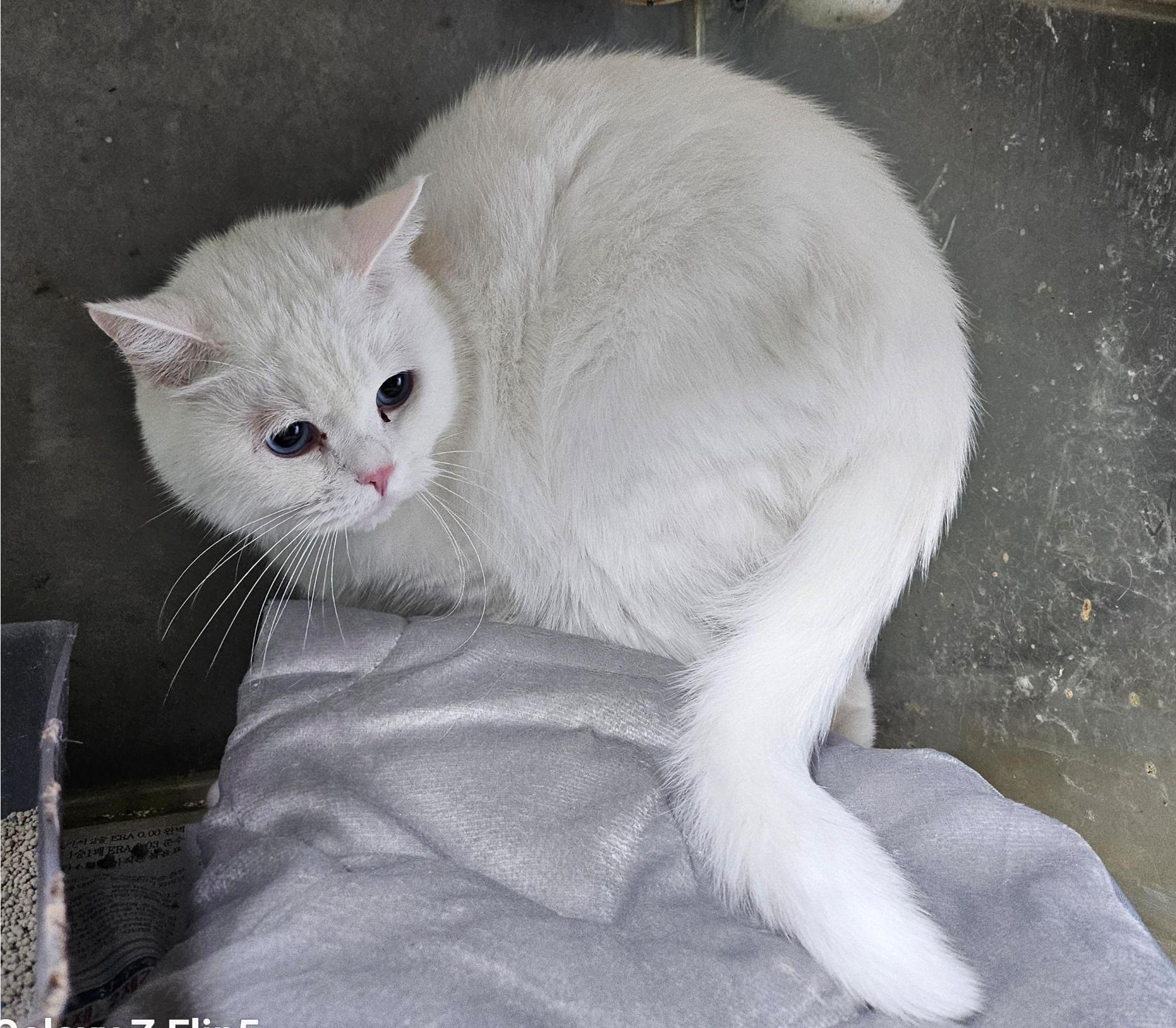 울산유기동물보호센터_431369202500735