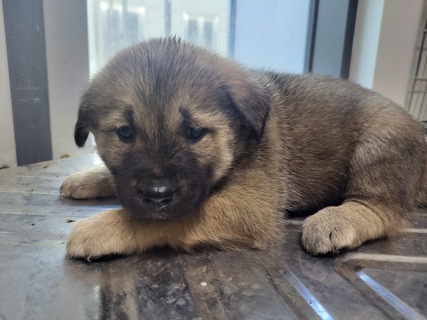 보호중 믹스견의 가…