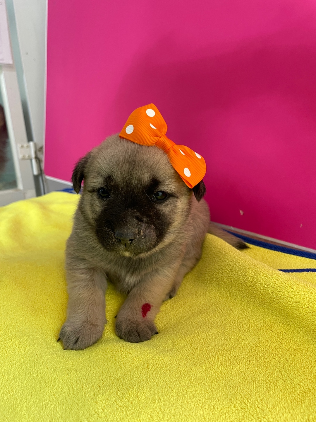 밀양시 동물보호센터_448536202500944