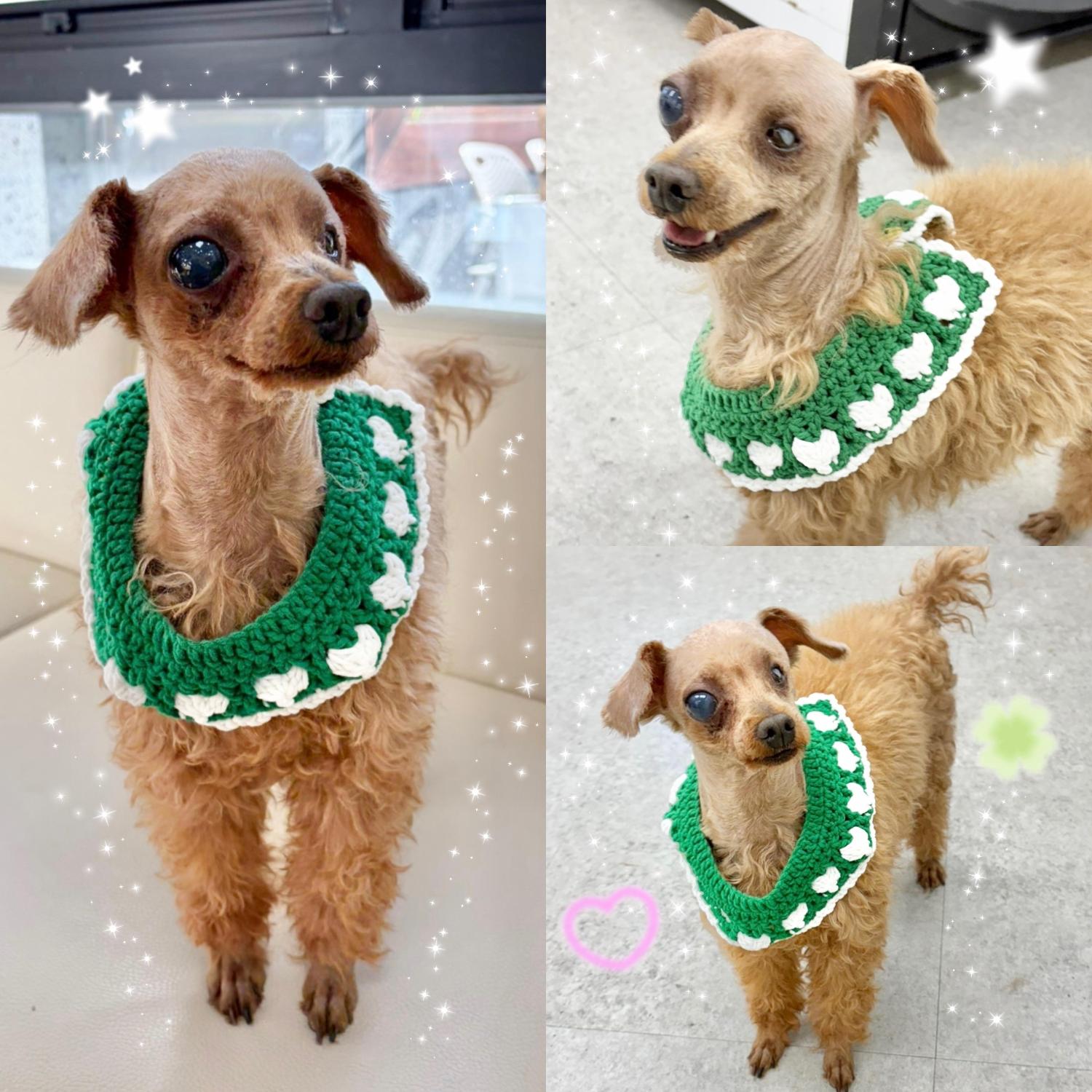 보호중 푸들의 가족…