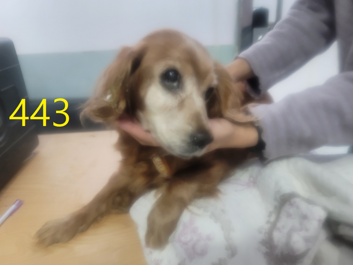 보호중 코카 스파니…